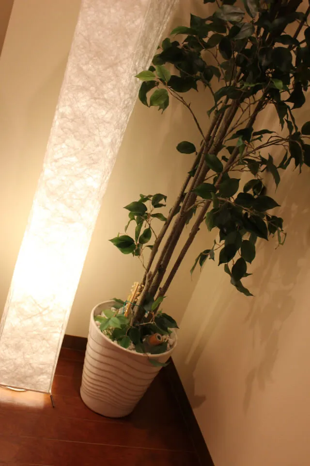 観葉植物